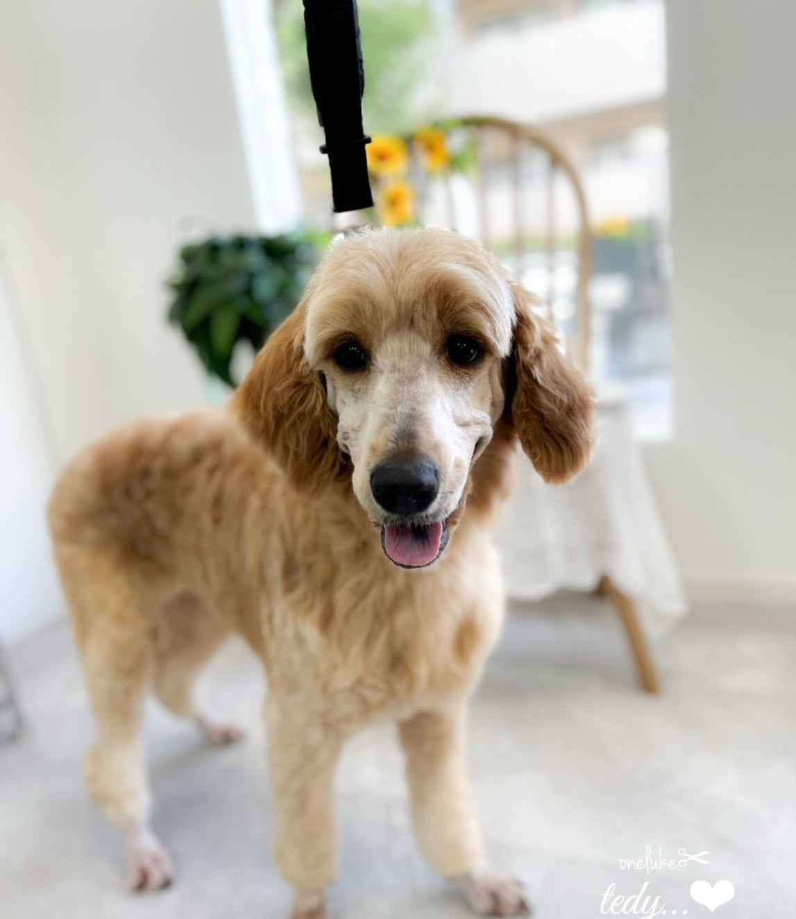 Petit bonheurの紹介写真_1枚目