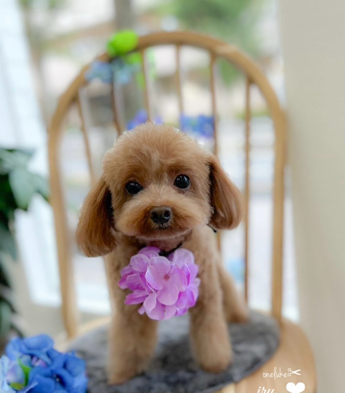 Petit bonheurの紹介写真_2枚目