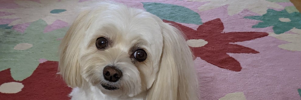 Petit bonheurの画像