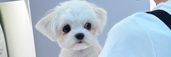 Petit bonheurの画像