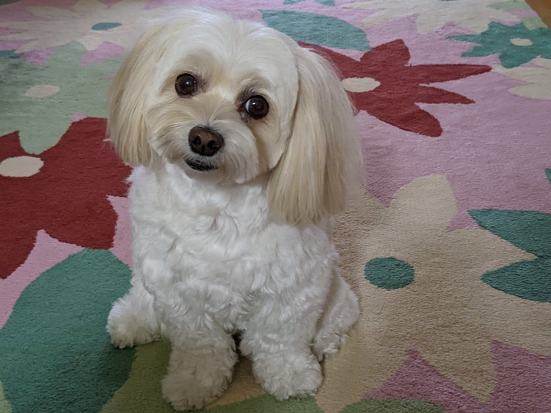 Petit bonheurの画像